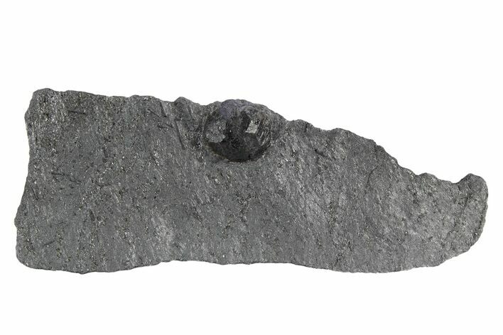 Red Embers Garnet in Graphite - Massachusetts #301117